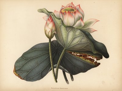 Indian Lotus, Nelumbo Nucifera by Unknown